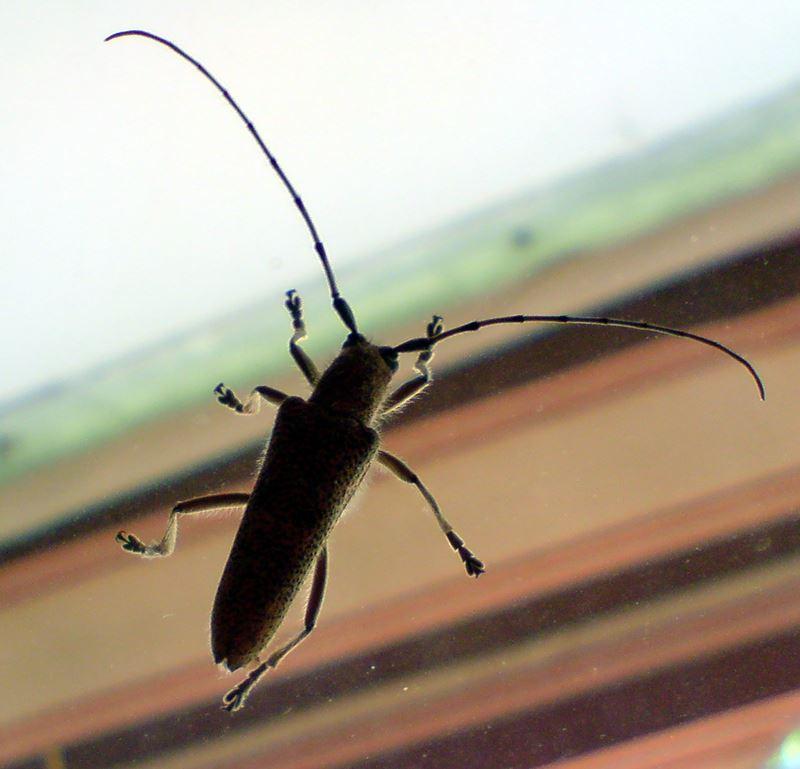 Käfer am Balkonfenster